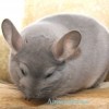 Кохинор