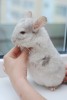 Беременная Коричка