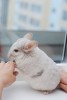 Беременная Коричка