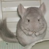 Адам