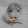 Тим