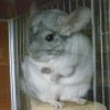Камилла