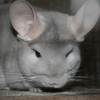 Камила