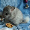 тиффани