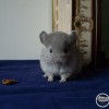 Сунита
