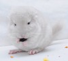 1 мес 3 нед