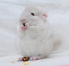 1 мес 3 нед