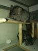 09.03.2018г. Лилу в паре с Топсеем ID: 34990