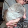 Пончик
