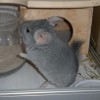 Атилла