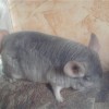 Казанова