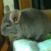 Клео