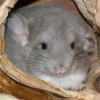Еней
