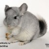 Хилари