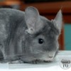 Лина