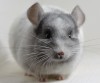 1 год 4 месяцев