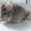 Масик Басик