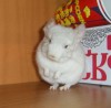 2 мес