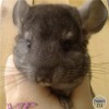 Пегас