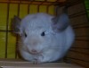 11.09.2011 Лотос