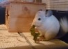 11.09.2011 Лотос