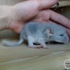 Саманта