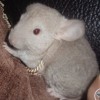 Клэр
