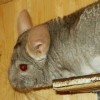 Ластик 