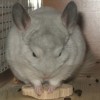 Сай