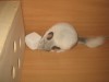 Любимый камушек.