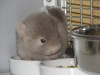 12 дней