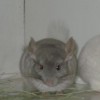 Кара