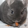 Стар Чародейка