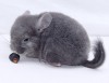 	2 мес