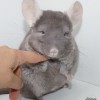 Самуэль