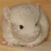Шанель