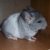 Пип