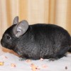 Мартин