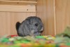 Наоми