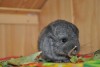 Наоми