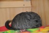 Наоми