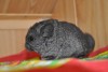 Наоми