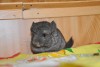 Наоми