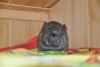 Наоми