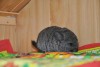 Наоми