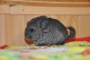 Наоми
