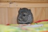 Наоми