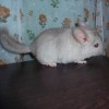 Офелия