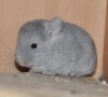 4 нед