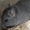 Мурзик
